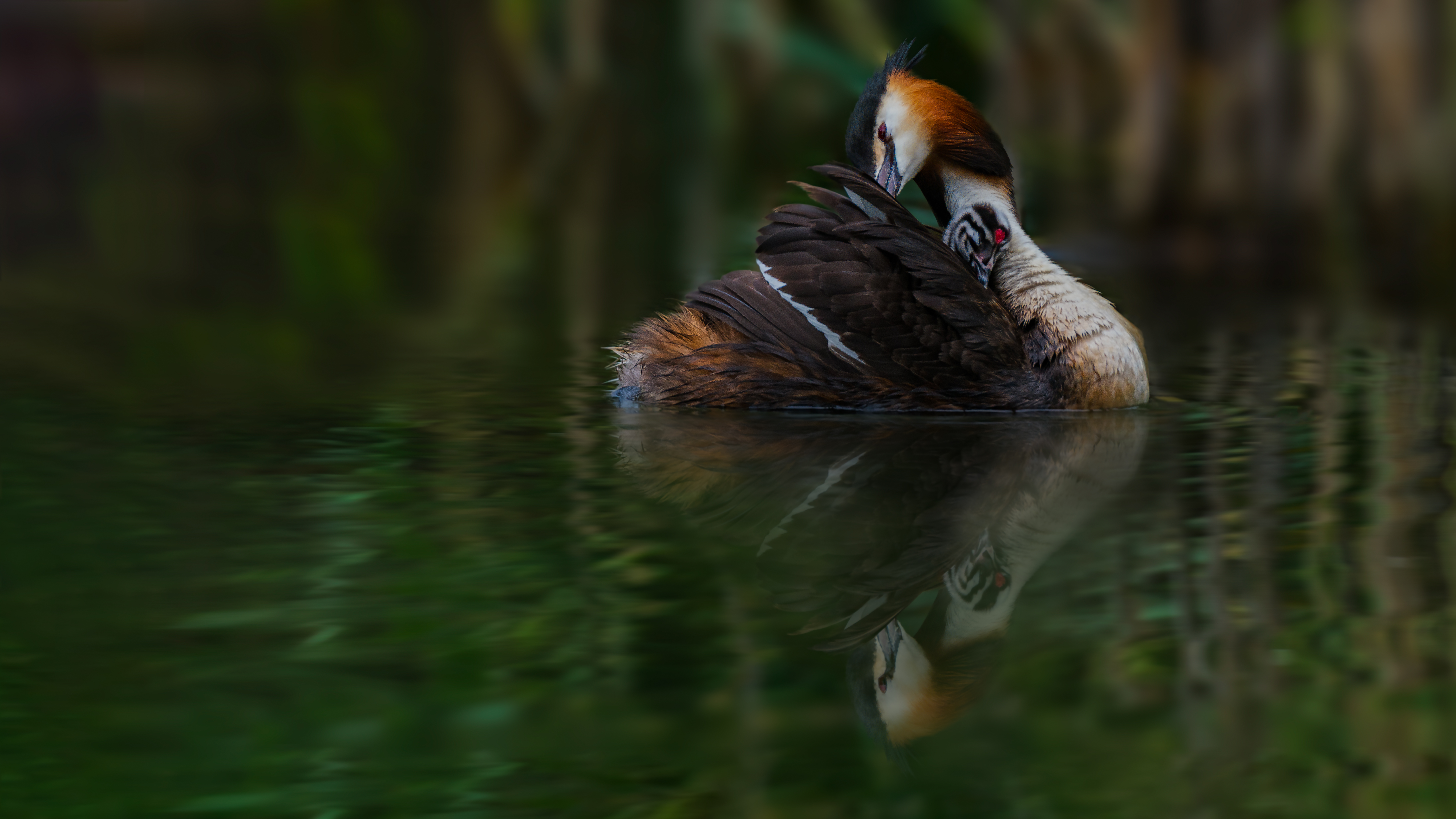 Grebe (16)